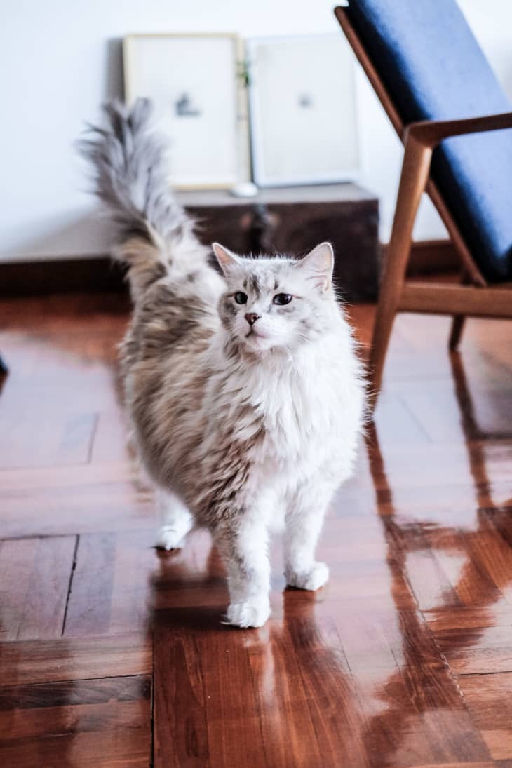 6 Hypoallergenic Cat Breeds for People With Allergies