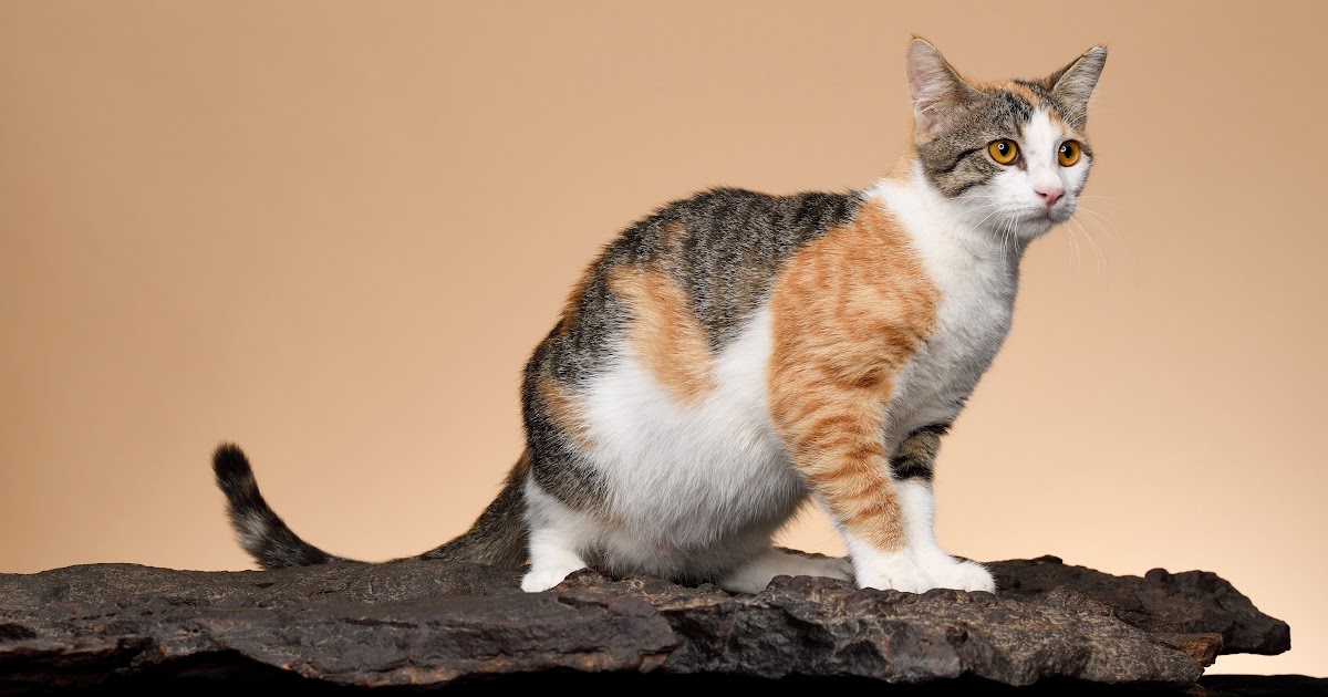 Cat Breeds That Don't Jump tarafashiondesigners