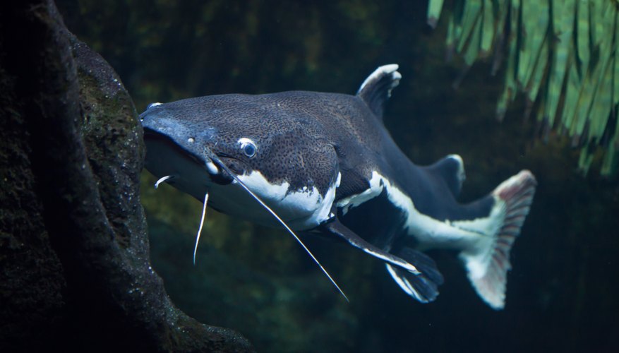 How Does a Catfish Reproduce? Sciencing