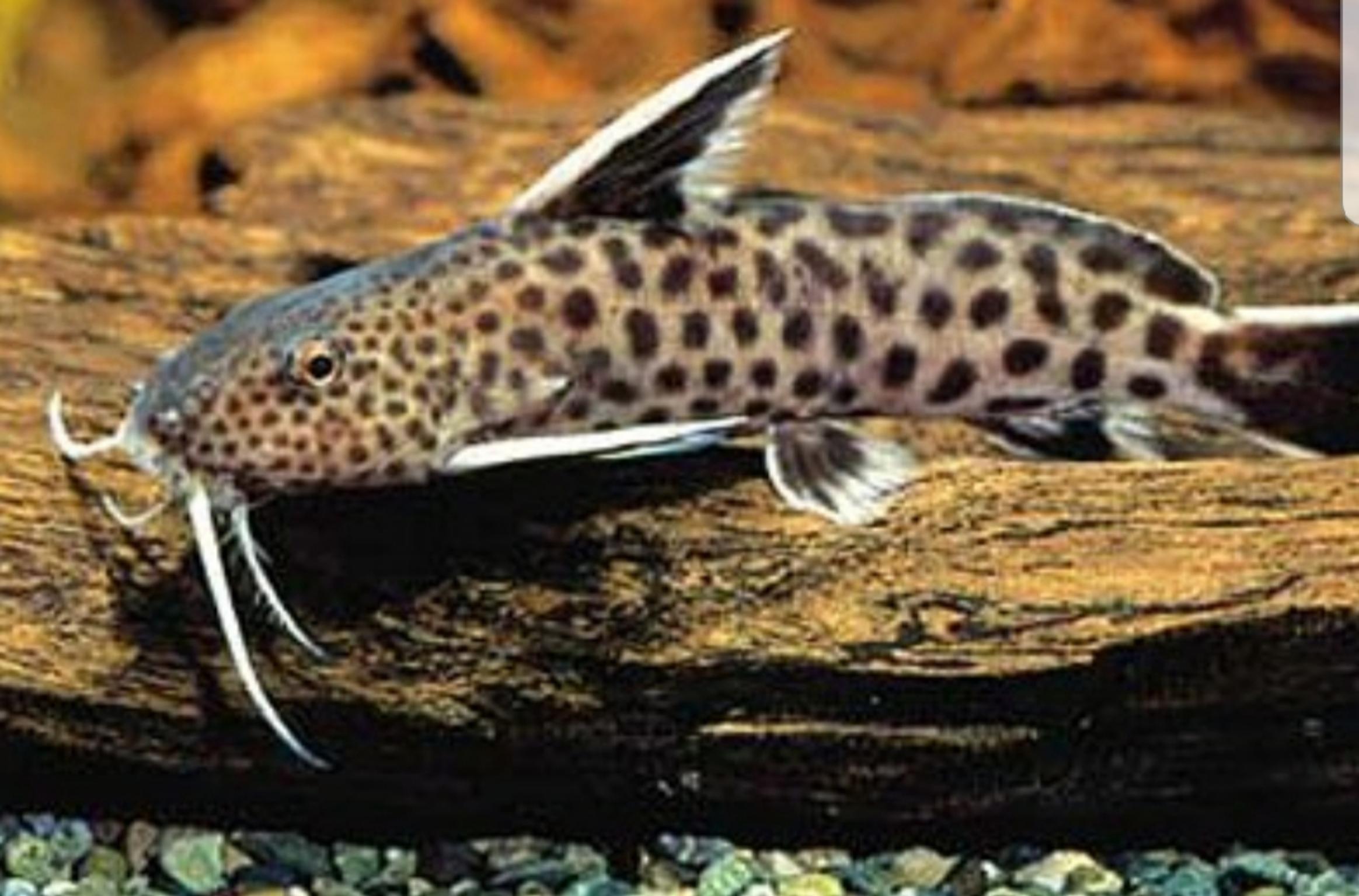 synodontis petricola tropical catfish x2 in CT6 Bay for £
