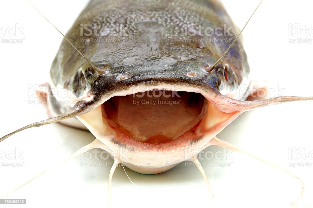 Royalty Free Catfish Teeth Pictures, Images and Stock