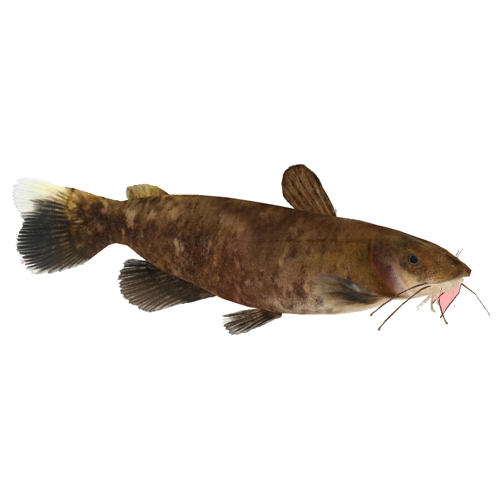 Flathead Catfish (Crookedjaw) ZT2 Download Library Wiki