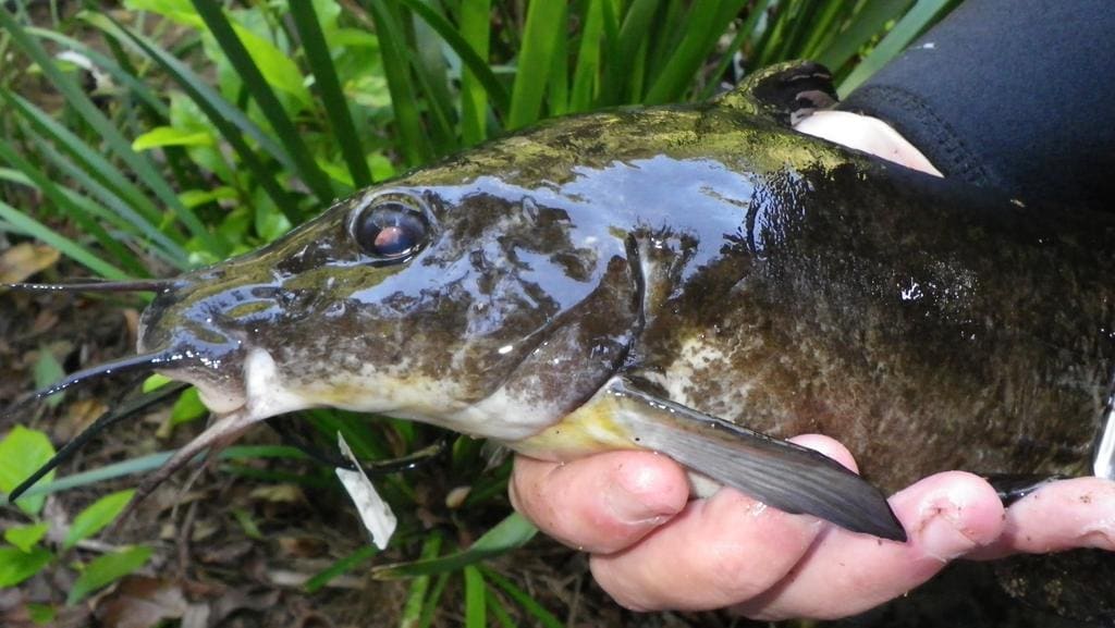 New species of catfish found in Far North Queensland