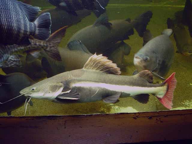 aquarium 7 inch red tail catfish for sale at joes aqua