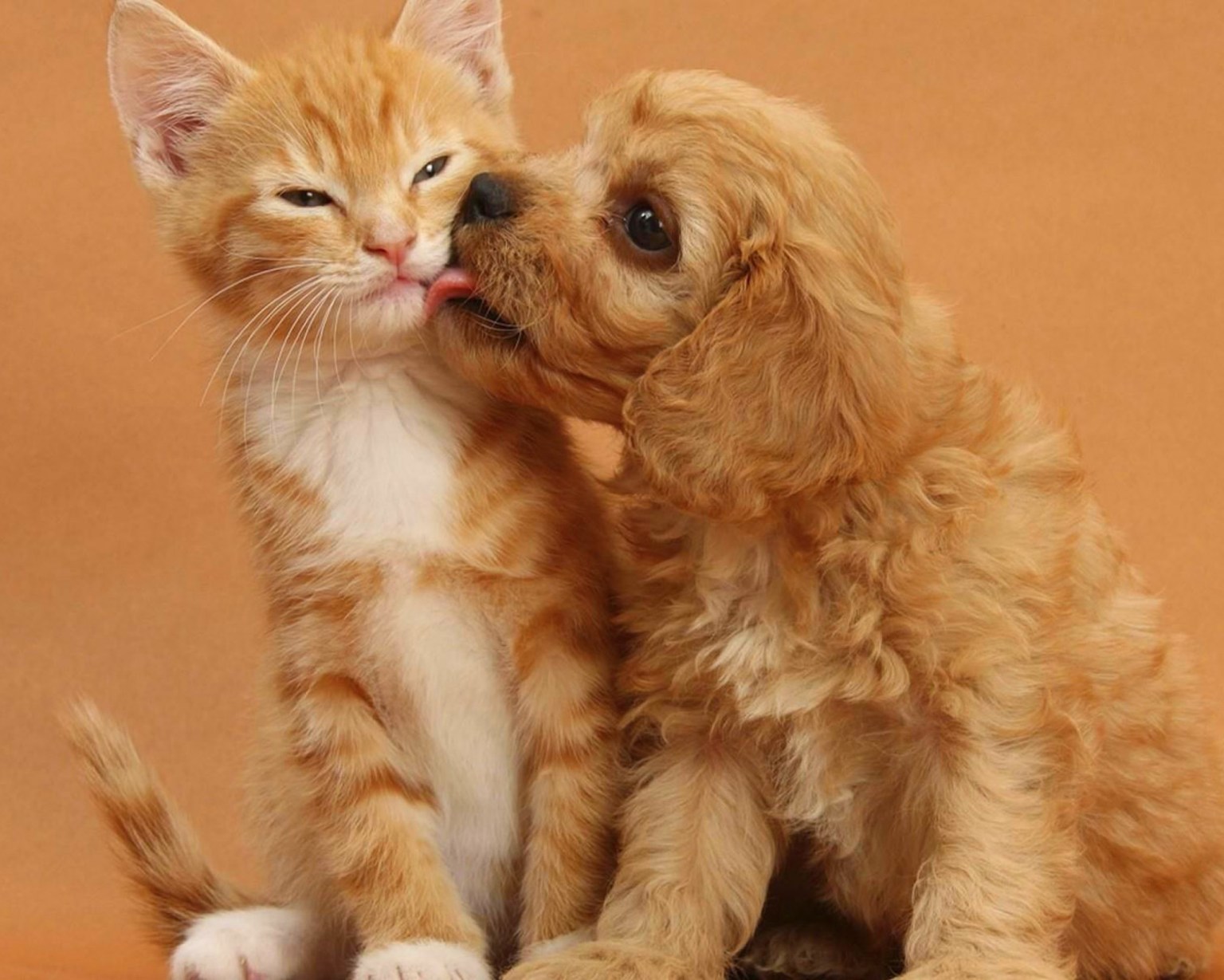 10 SmallSized Dogs That Get Along With Cats