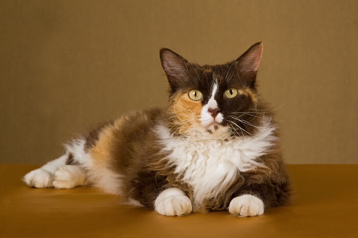 LaPerm Cat Breed Size, Appearance & Personality