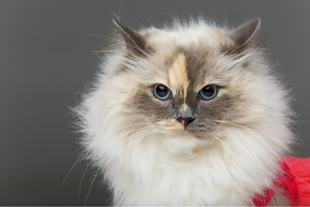 Long Haired Cat Breeds Purrfect Cat Breeds