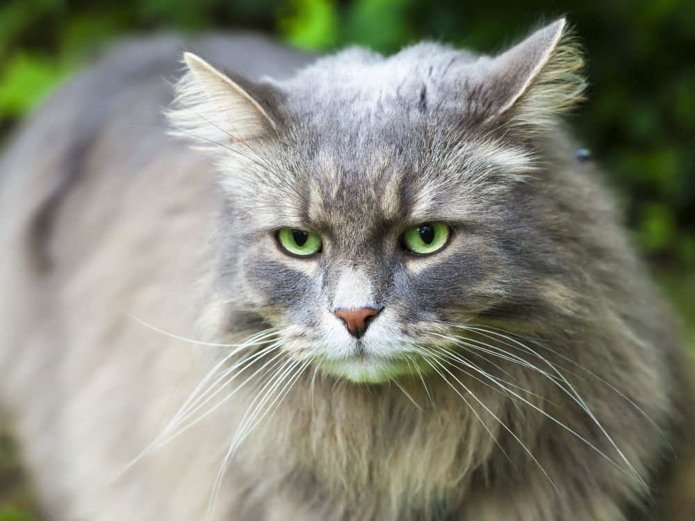 28 Long Haired Cat Breeds That You Never Know Existed