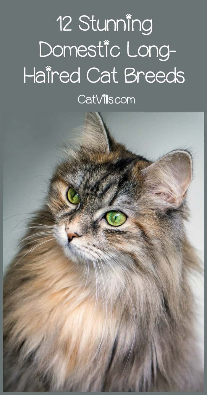 12 Domestic LongHaired Cat Breeds & What You Need to Know