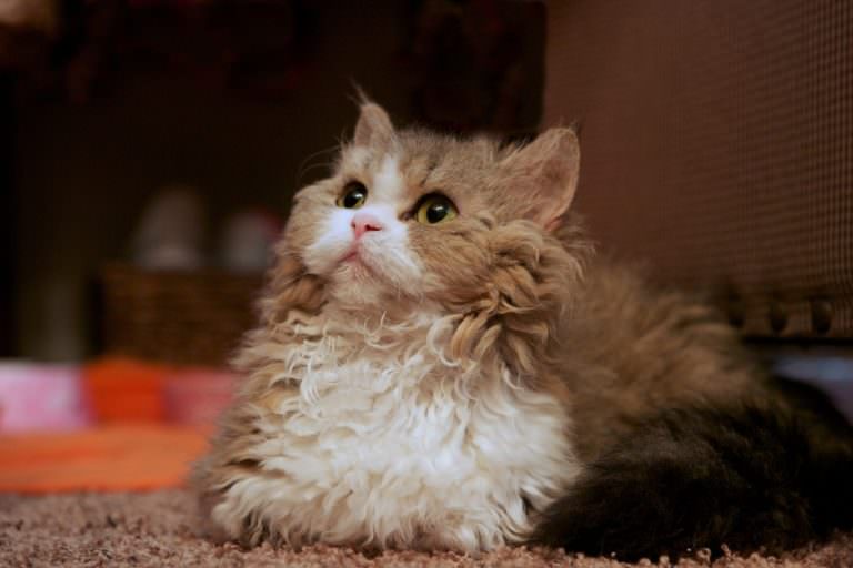 Have You Heard Of All These Munchkin Cat Breeds?