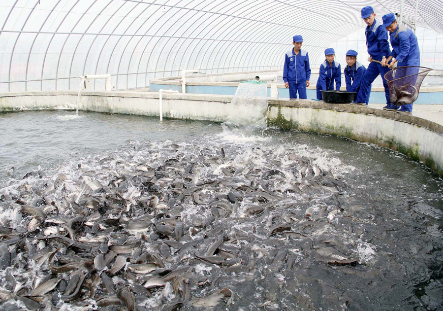 Sunchon Catfish Farm Completed in DPRK Explore DPRK