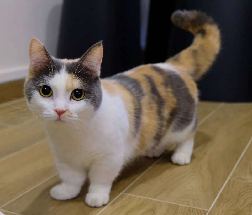 8 Adorable Cat Breeds With Very Short Legs [With Photos