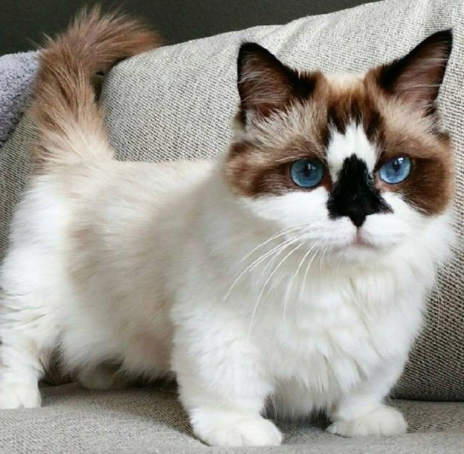 Munchkin Cat Breed Information, Images, Characteristics