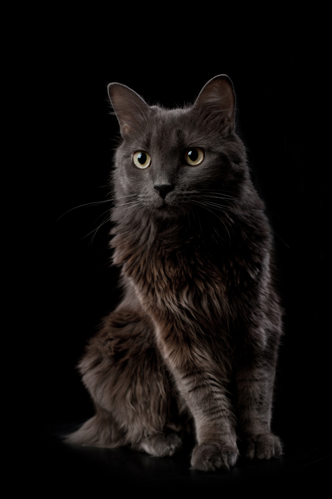 Nebelung Cat Breed Information, Pictures, Characteristics