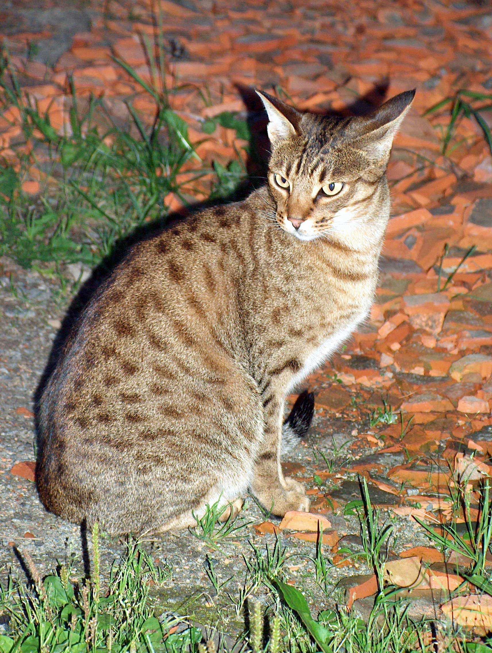 The Ocicat Cat Cat Breeds