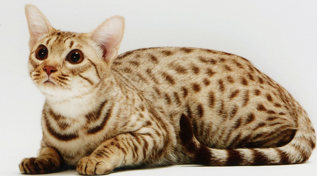 Cat breeds Ocicat characteristics and personality Dogalize