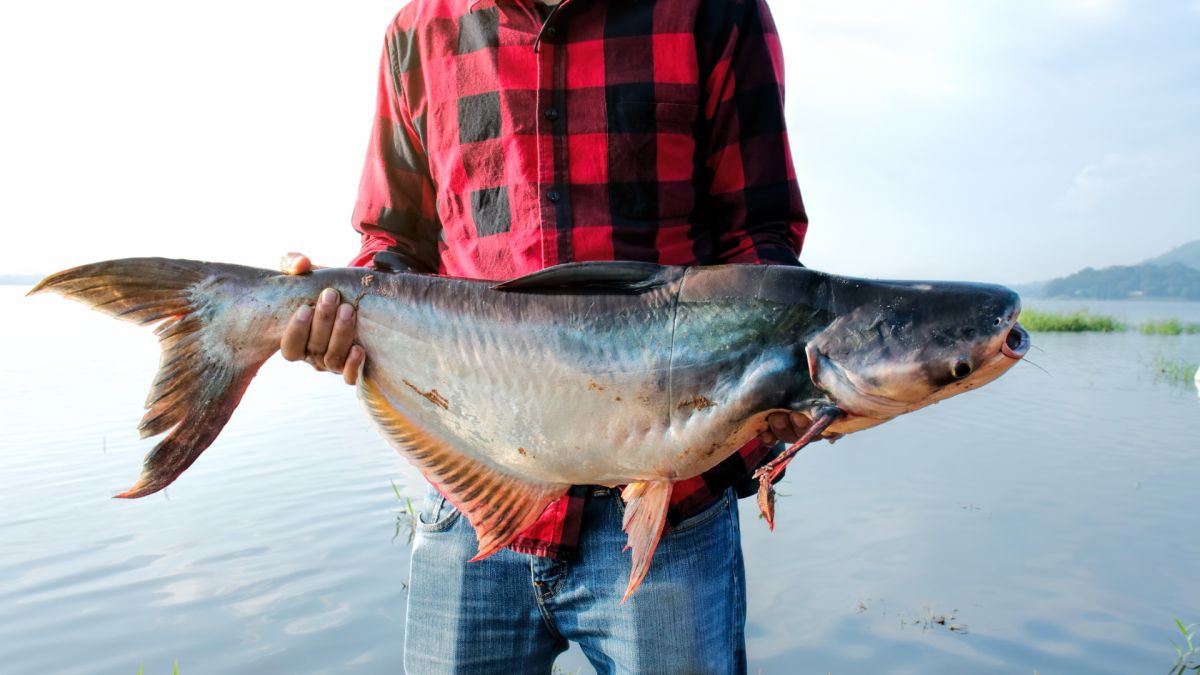 How to catch catfish species, tackle, bait and timing