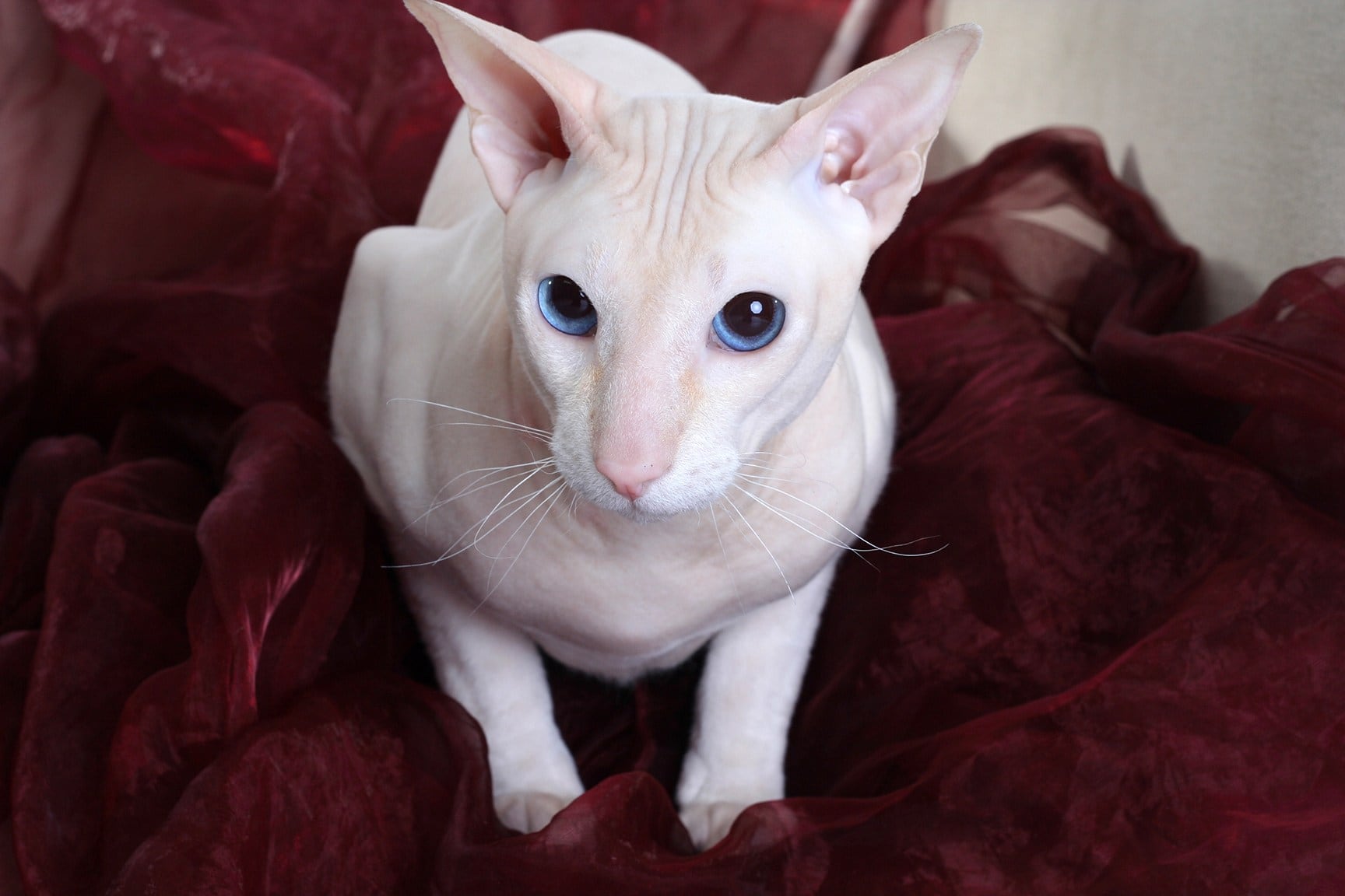 20 Cat Breeds With Big Ears (With Pictures) ExcitedCats