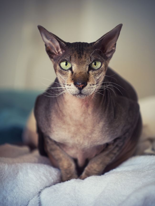 The Ugliest Cat Breeds in the World Pawversity