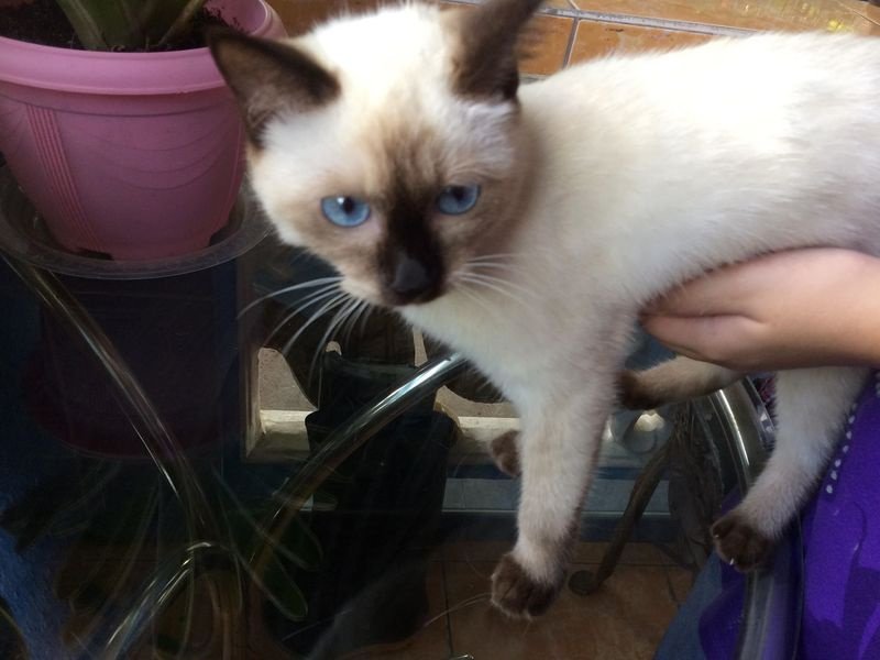 SIAMESE CAT FOR SALE FOR SALE ADOPTION from Bulacan