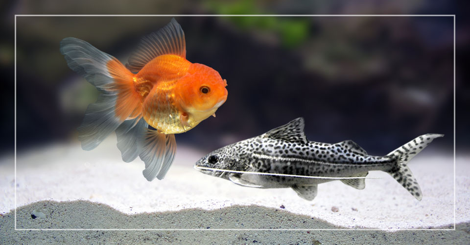 Pictus Catfish and Goldfish Can They Live Together?