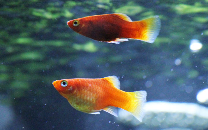 How Long Can Platy Fish Live Without Food? AquariumNexus