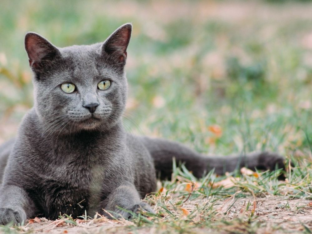 11 Russian Cat Breeds That You Should Know TheGoodyPet