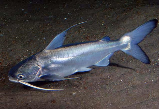 All About Saltwater Catfish Is the Saltwater Catfish