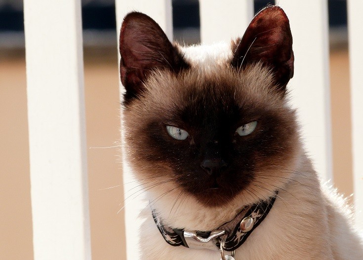33 Striking Siamese Cat Colors (With Pictures) Excited Cats