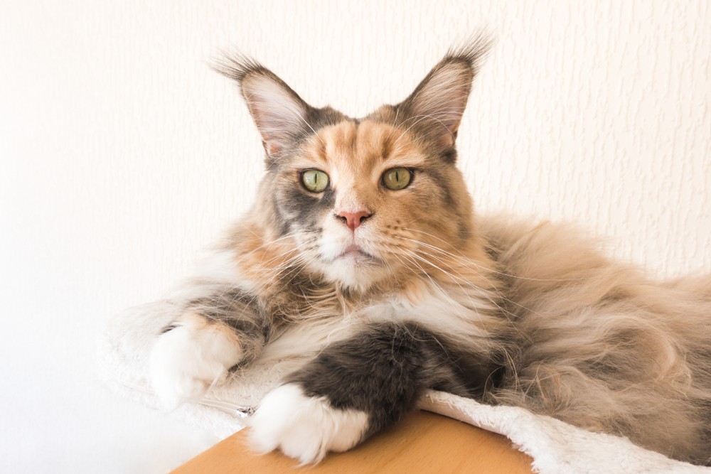13 Cat Breeds with Ear Tufts (With Pictures) Excited Cats