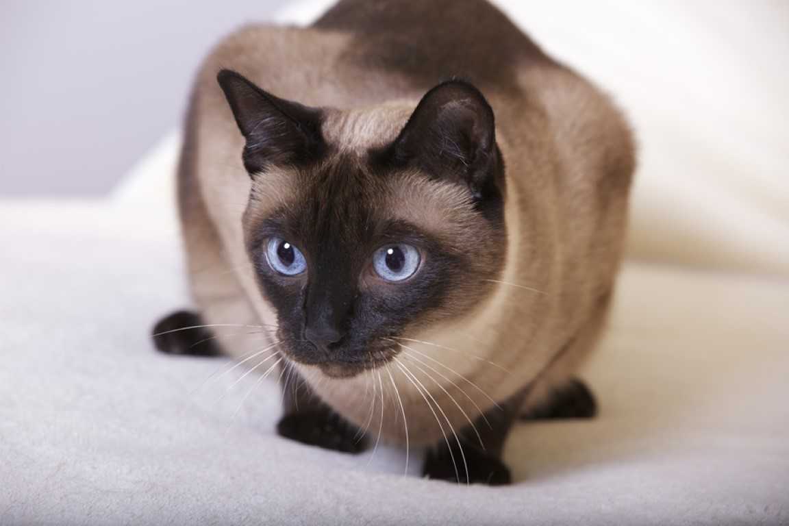 The Siamese Cat Cat Breeds