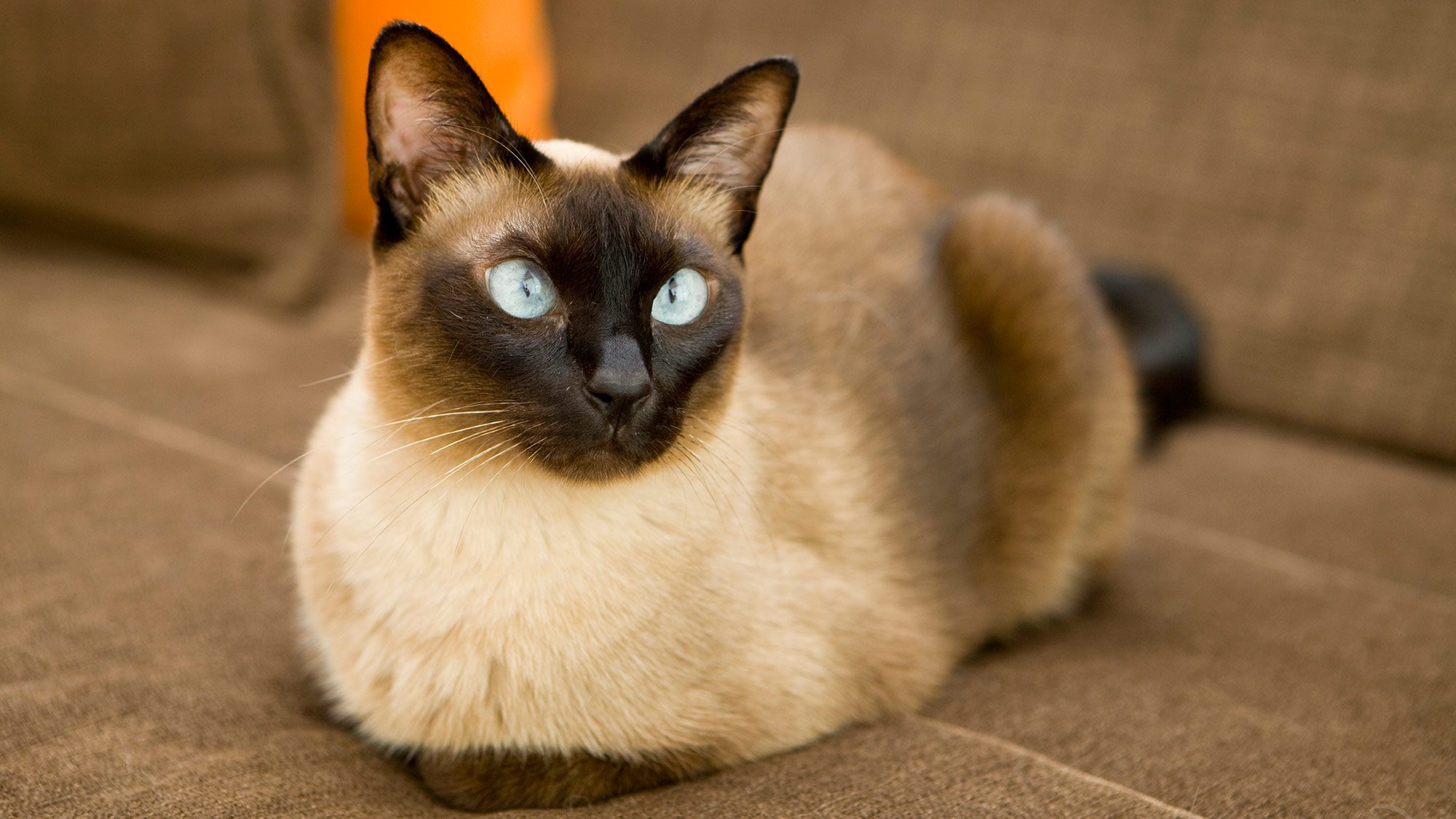 Best Cat Breeds for Apartment Living