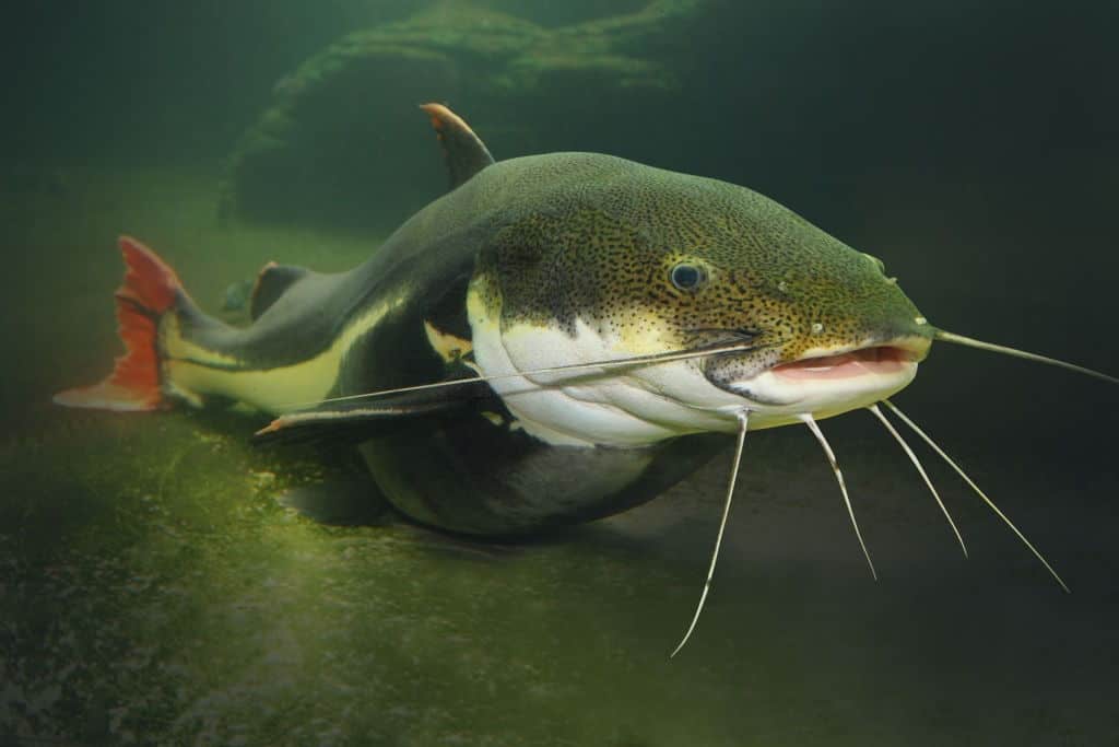 How To Tell If A Catfish Is Pregnant 5 Quick Signs