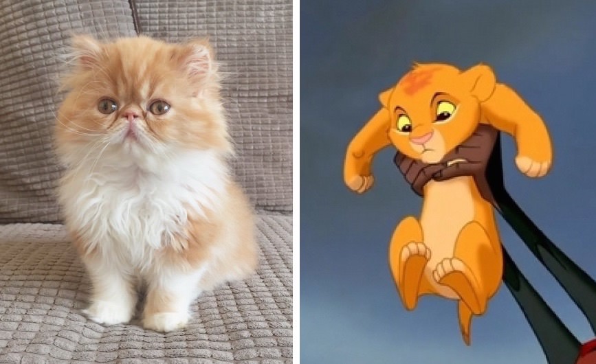 10 Cats That Look Just Like Disney Characters