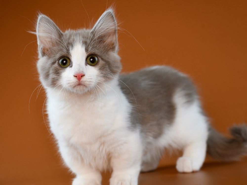 21 Small Cat Breeds That Remain A Kitten Forever TheGoodyPet