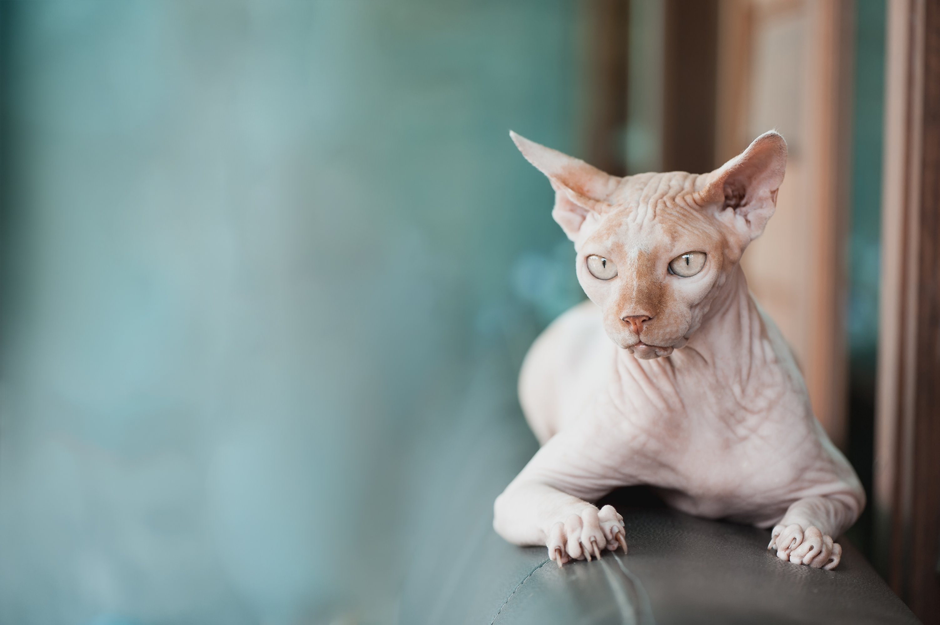 20 Most Expensive Cat Breeds