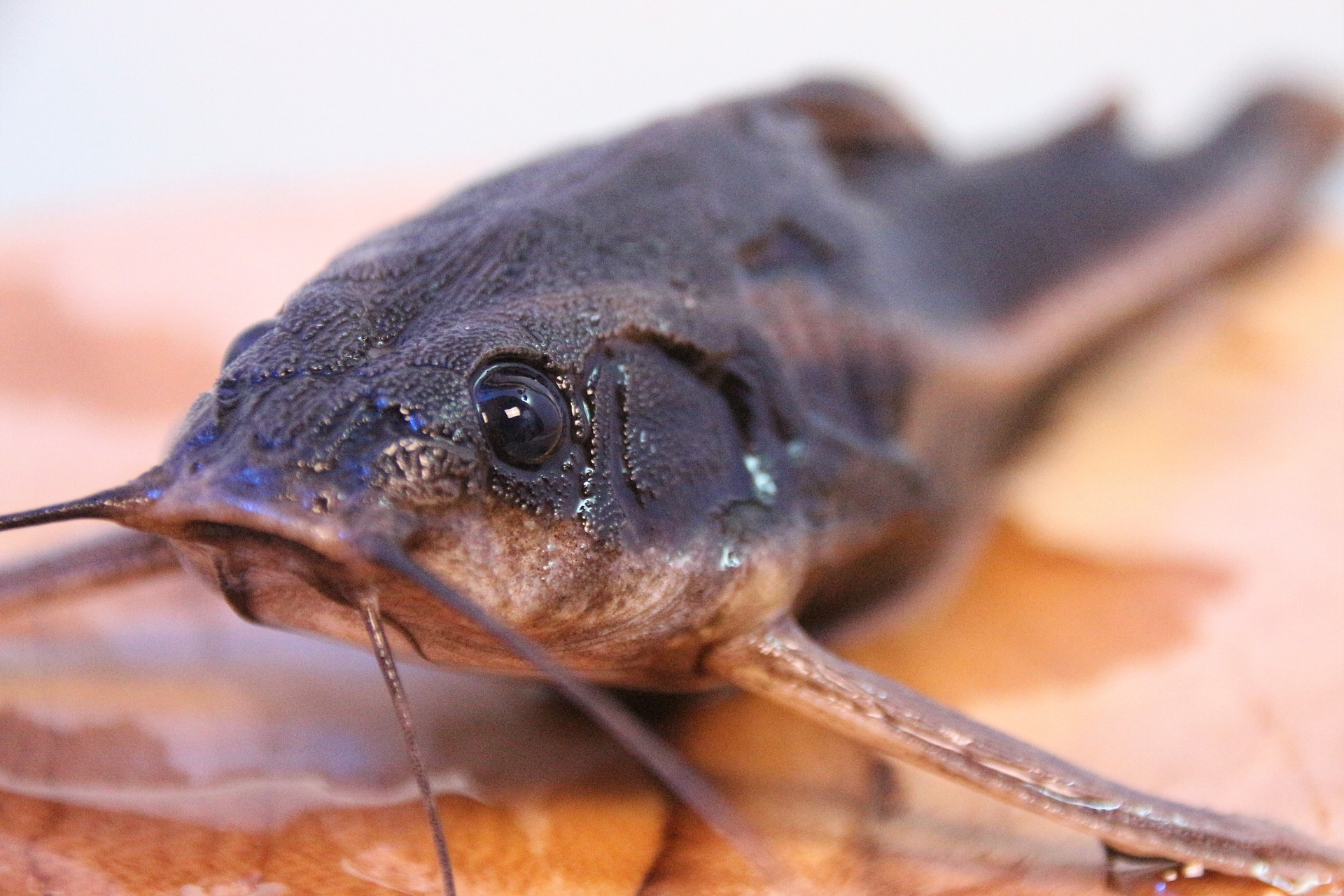 Swai Fish vs Catfish? Here Are 5 Health Facts Every Savvy