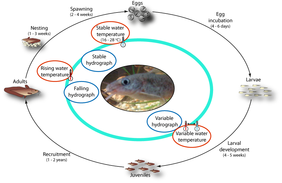Life cycle of eeltailed catfish (Tandanus tandanus