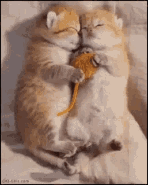 Cat Kiss GIF Cat Kiss Discover & Share GIFs