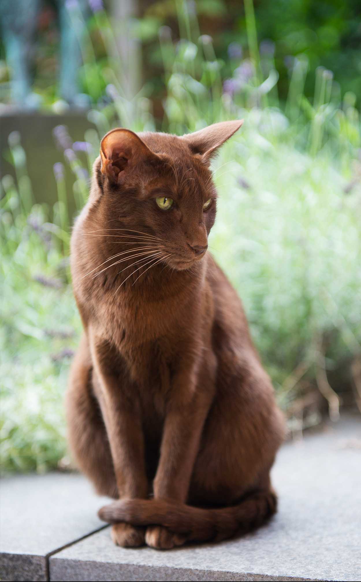 The Havana Brown Cat Cat Breeds