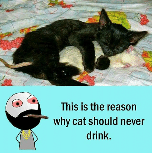 🔥 25+ Best Memes About Why Cat Why Cat Memes