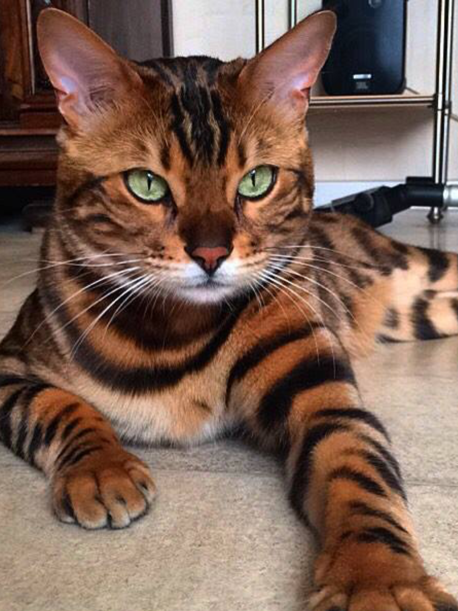 Tiger Striped Cat Breed. Toyger Cat Breed Information