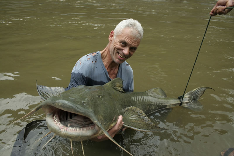 The giant devil catfish is a species of catfish found in