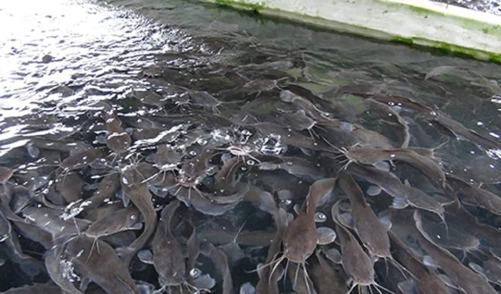 Catfish farming in Nigeria Legit.ng
