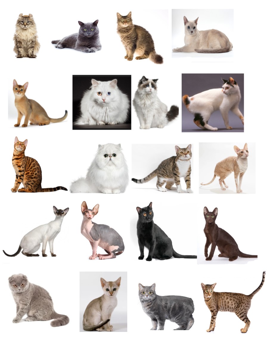 Cat breed by image Quiz By lizziewatt95