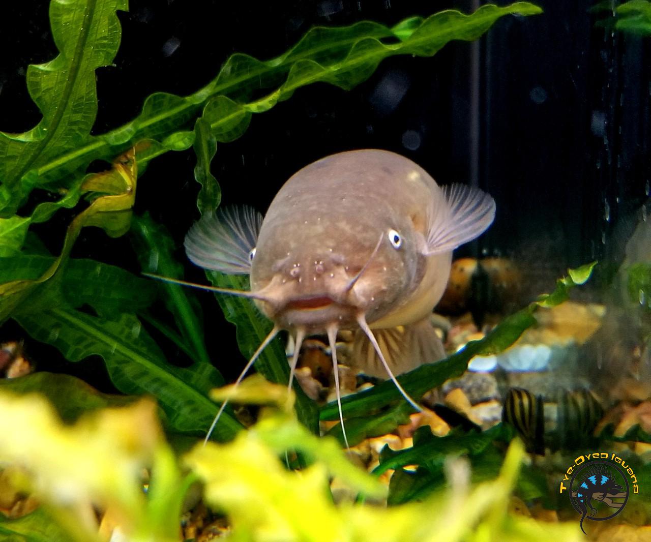 Our shy electric catfish looks like a tiny dugong. Aquariums