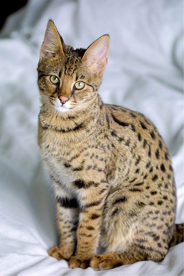 Savannah Cat Breed Facts Health, Personality and Health