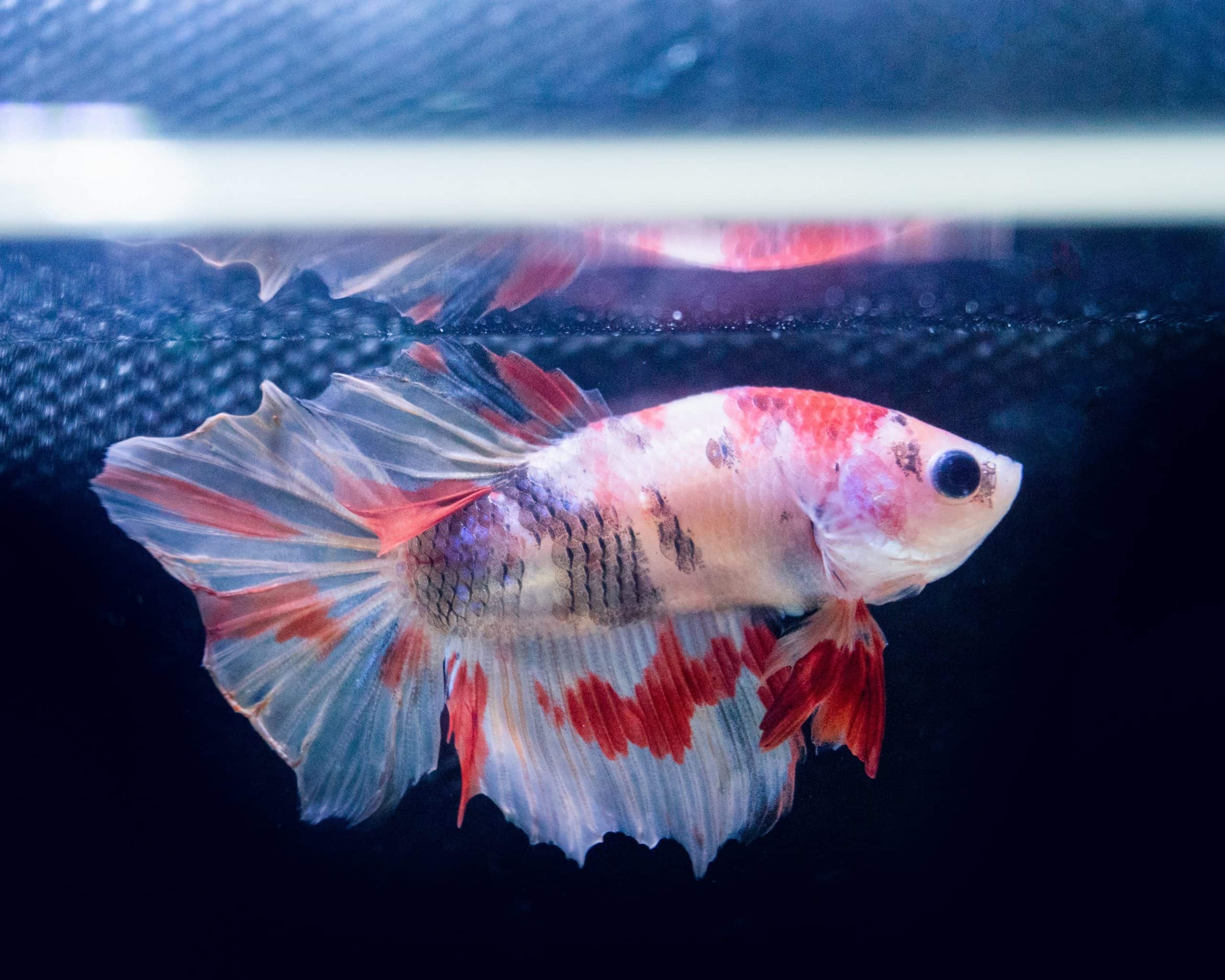 How Long Can Betta Fish Go Without Food? SaveMyBetta