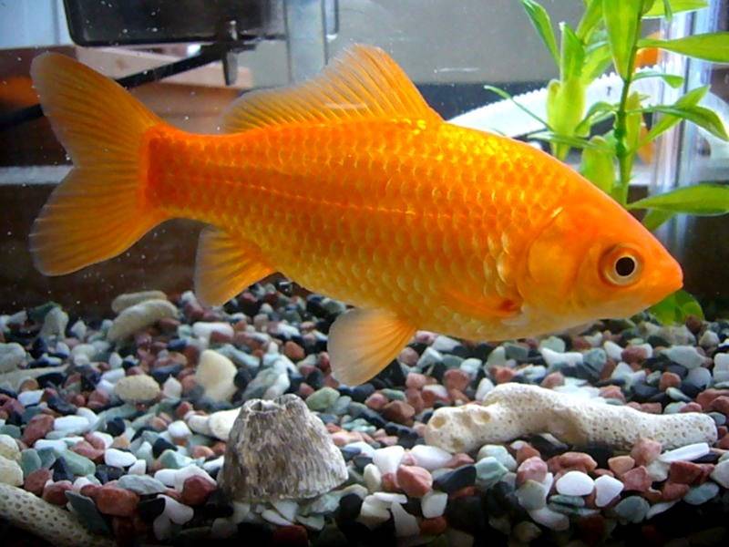How Long Do Goldfish Live Without Food In your Tank or Pond?